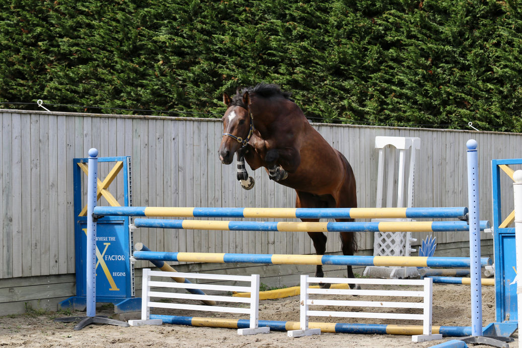 Xtreme sport horses free jump lane