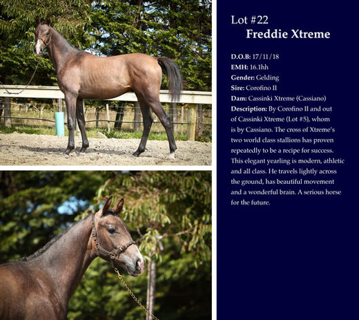 Freddie Xtreme Auction