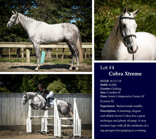 Cobra Xtreme Auction