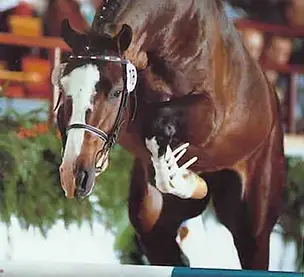 Carpaccio Jumping