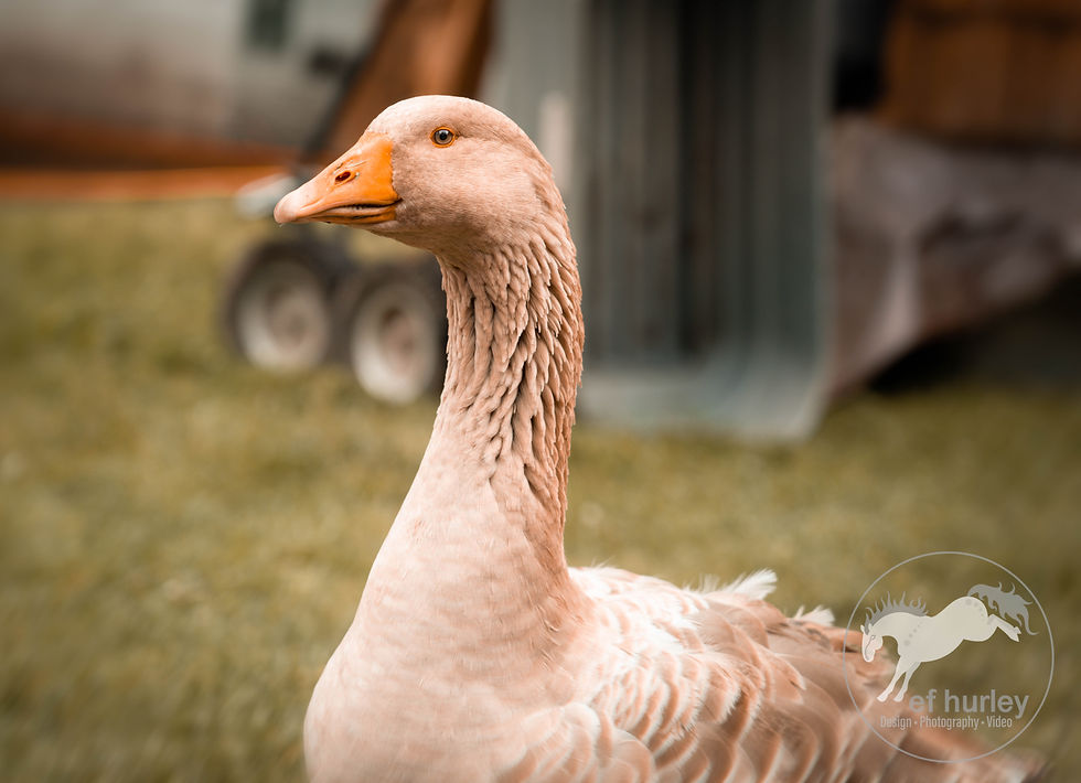 Goose-1