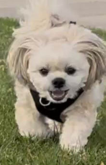 A happy Shih Tzu walking gently outdoors during a calm and peaceful everyday moment.