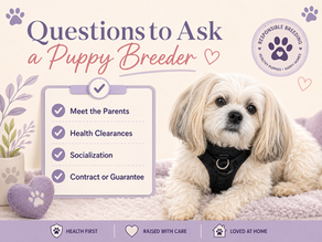 Questions to Ask a Puppy Breeder Before Bringing One Home
