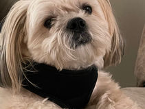 Close up of Smokey the Shih Tzu wearing a black harness and looking curious