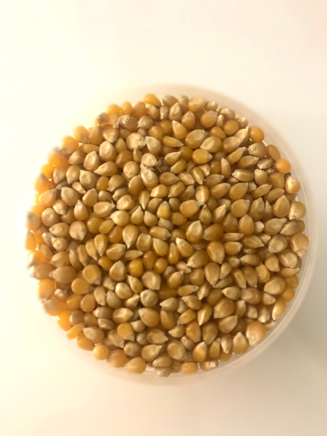 Maíz palomita máxima explosión