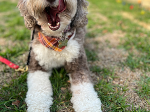 Abbie | Mini Bernedoodle | Sierra Madre ,Ca | In - Training