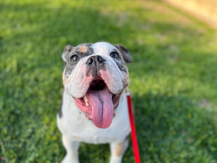 Arya | English Bulldog | Northridge, Ca | In- Training