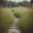 follow a path, hard to see, through the grass.jpg
