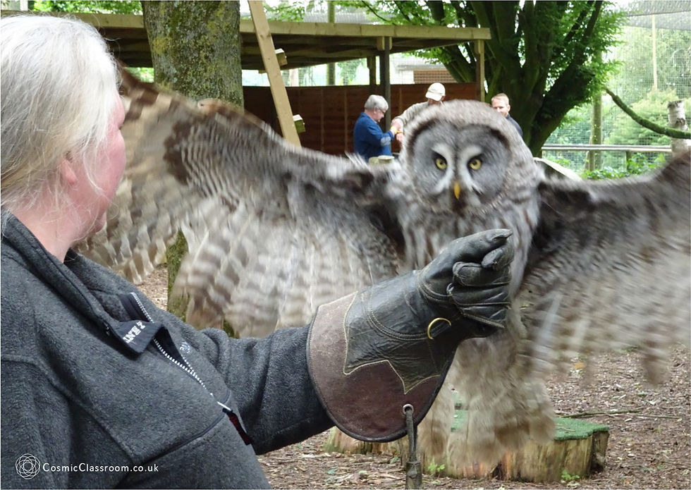 Insightful messages from the Birds