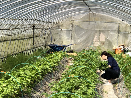 お野菜の収穫♫