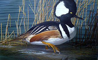 Hooded Merganser - MD Duck Stamp 2010