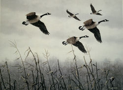 geese_January2