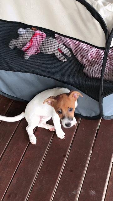 IMG_1493-ANIMATION.gif