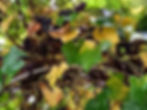 Wein
