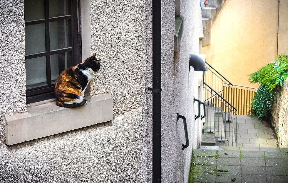 'Curious Cat'