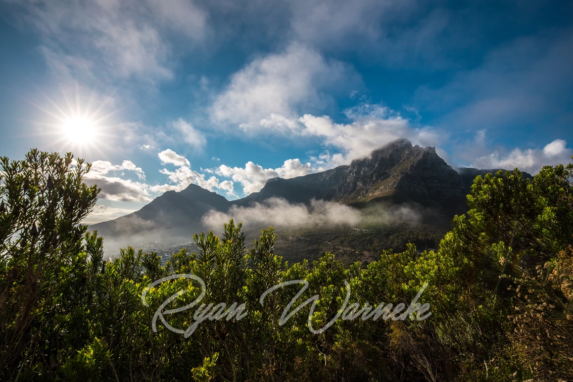 Table Mountain on a clear day through the fynbos in Cape Town South Africa