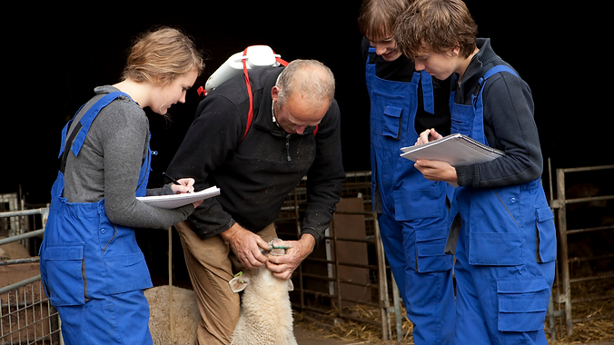 Students with a farmer looking at a sheep