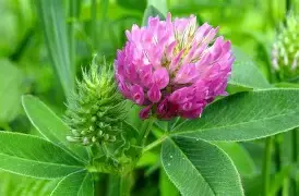 Red Clover - dried herb