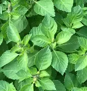 Holy Basil - dried herb
