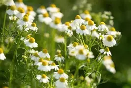 Chamomile - dried herb