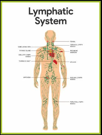 Illustration du système lymphatique humain : vaisseaux lymphatiques, ganglions et circulation de la lymphe dans tout le corps. Image utilisée pour expliquer le fonctionnement du drainage lymphatique brésilien.