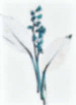 Lily of the Valley