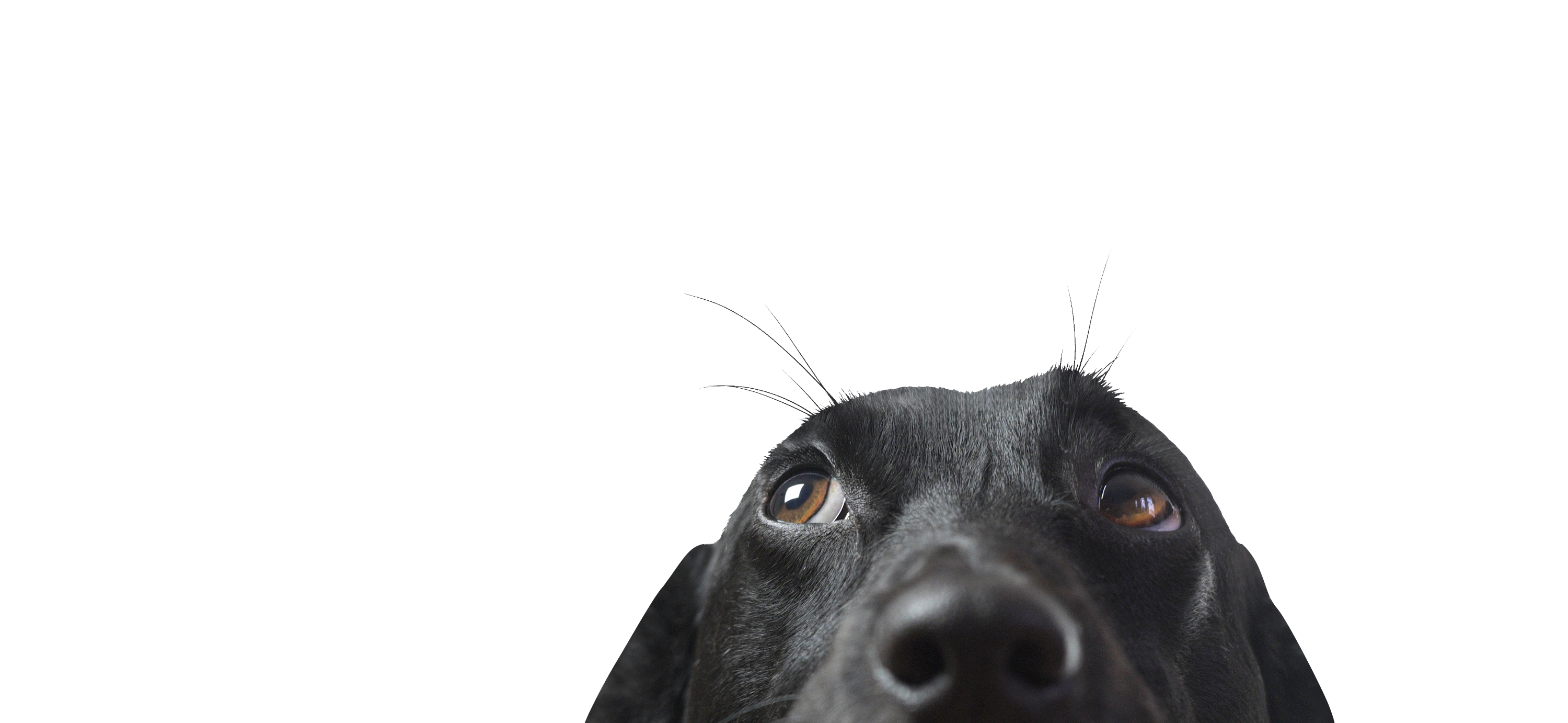 Closeup of a Black Dog