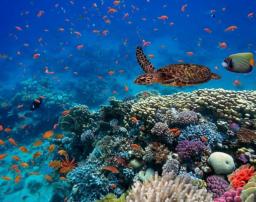 The Vibrant World of Coral Reefs