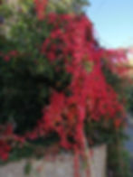 121649833_1073557556408599_1080636813112