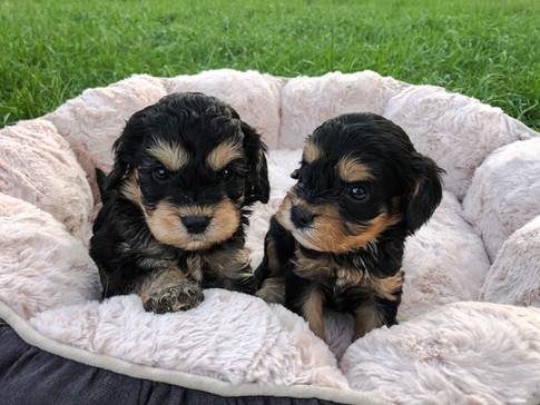 Cavapoo Puppies