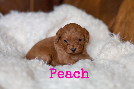 Cavapoo5.JPG