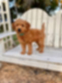 goldendoodle puppy.jpg