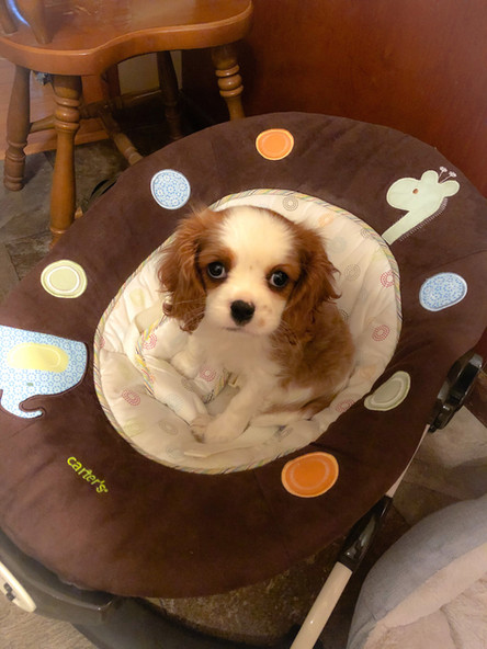 Cavalier King Charles Spaniel Puppy