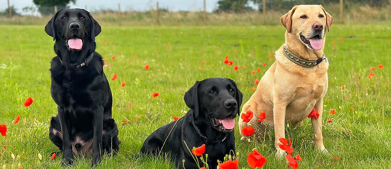 Labs in Poppies.jpg