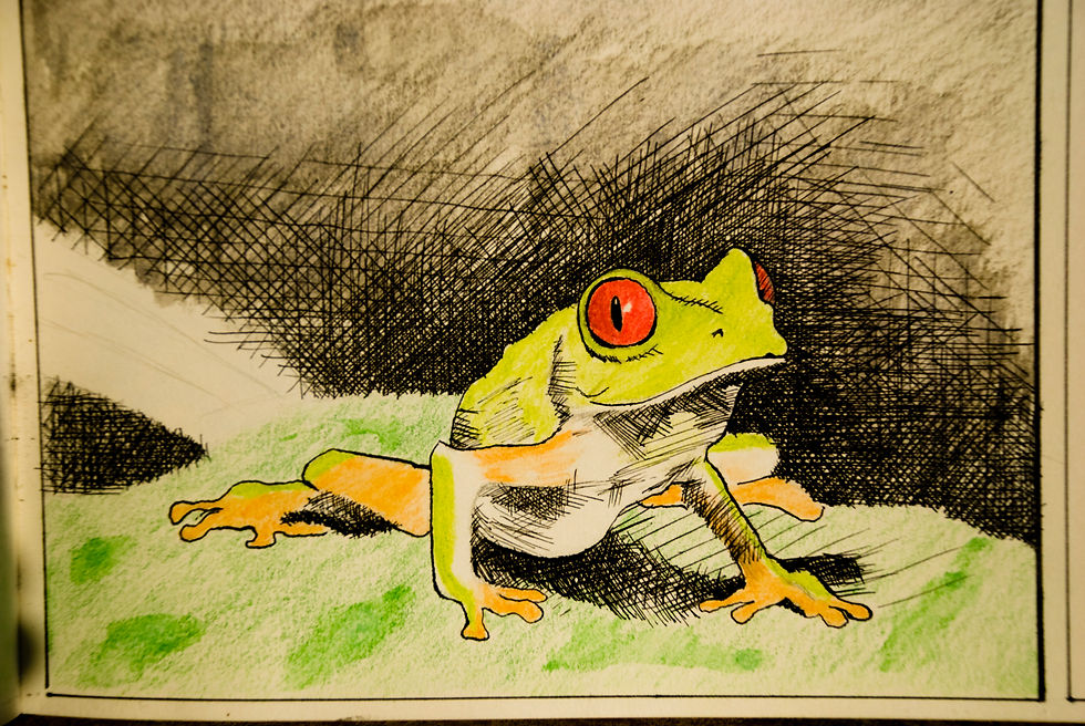 Agalychnis callidryas