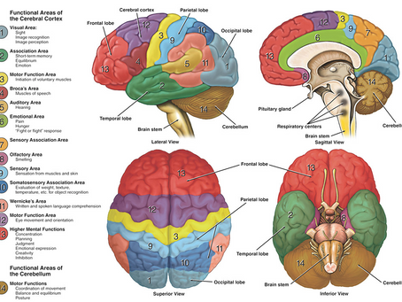 Brain Functions Triggered