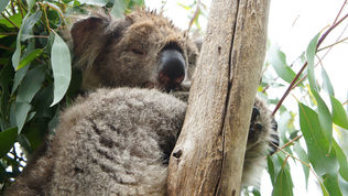 Phillip Island National Park