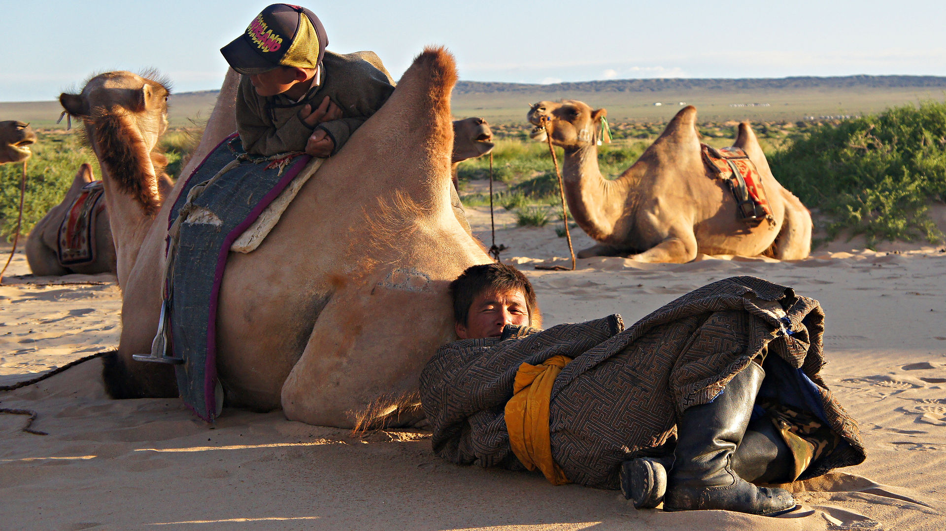 our camel dudes
