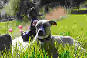 Zoe the dog. Fully recovered from Lepto