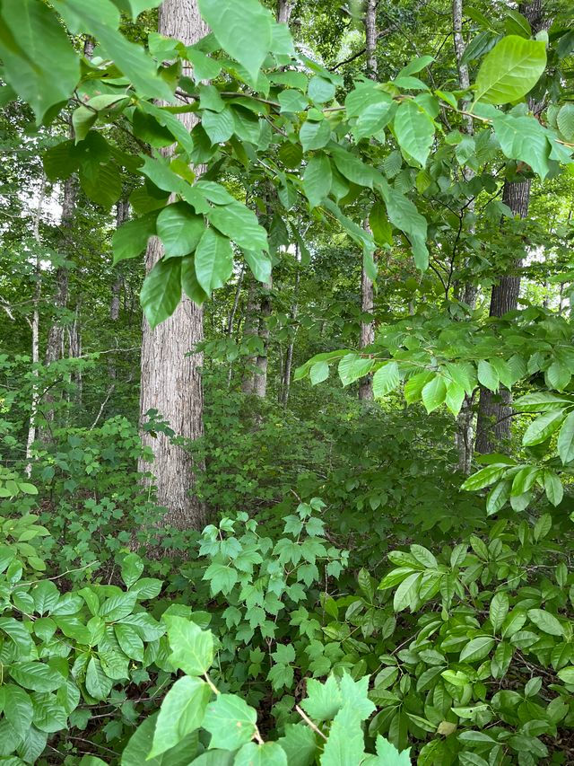 LAND 1