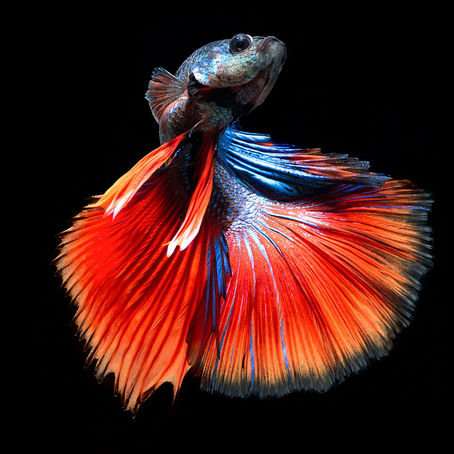 Animal aquatique National