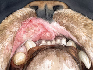 පූසන්ගේ උඩුතොලේ ඇතිවන තුවාල (Indolent Ulcers): ඔබ දැනගත යුතු කරුණු
