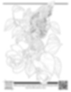 Hawk in flight with roses and pathos vines