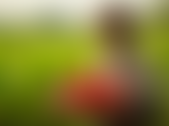 Spice Culture Feature: How India Loves Heat — From Laal Maas to Ghost Peppers