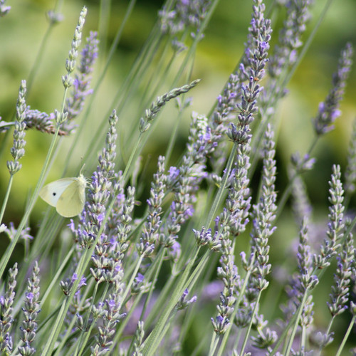Lavandula x Intermedia 'Grosso' Lavender Plants | cedarbrooklavender