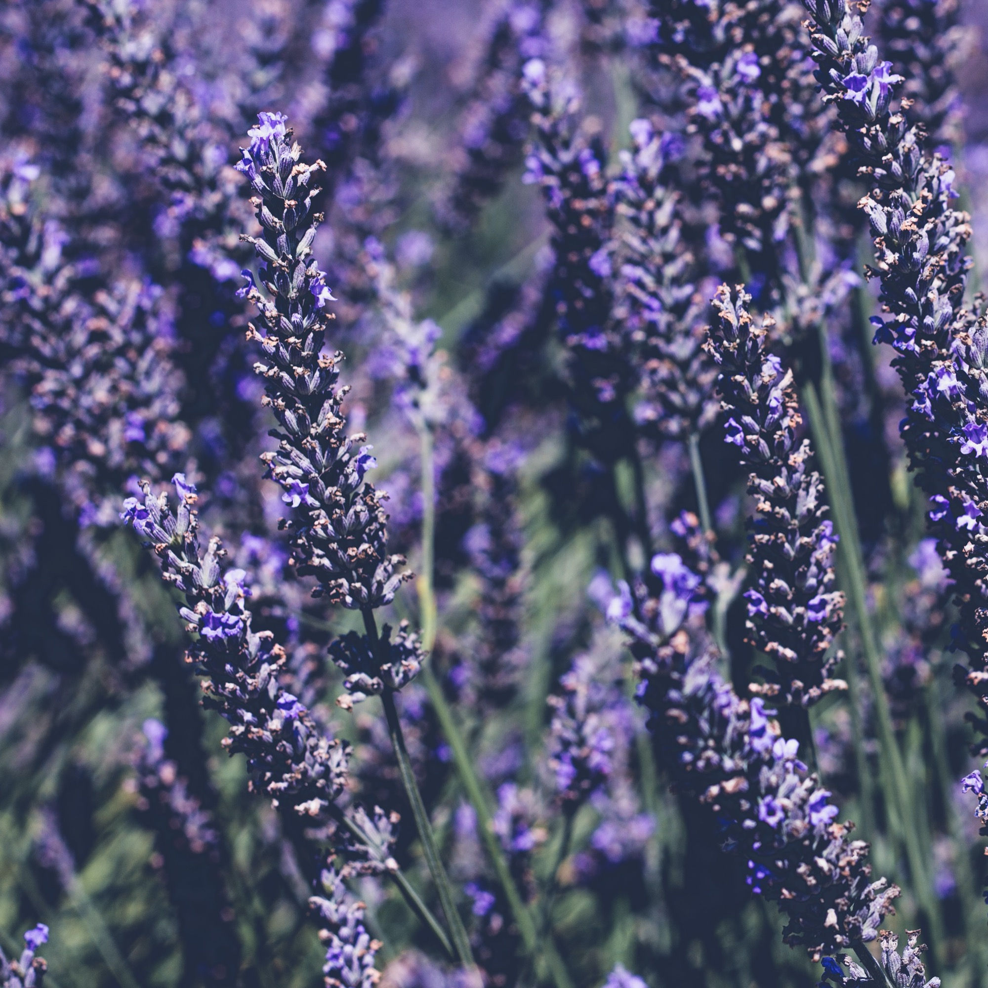 Lavandula x Intermedia 'Provence' Lavender Plants