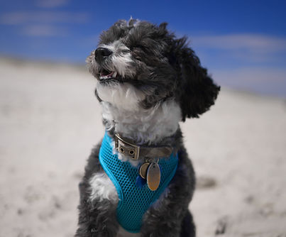Dog smiling on beach