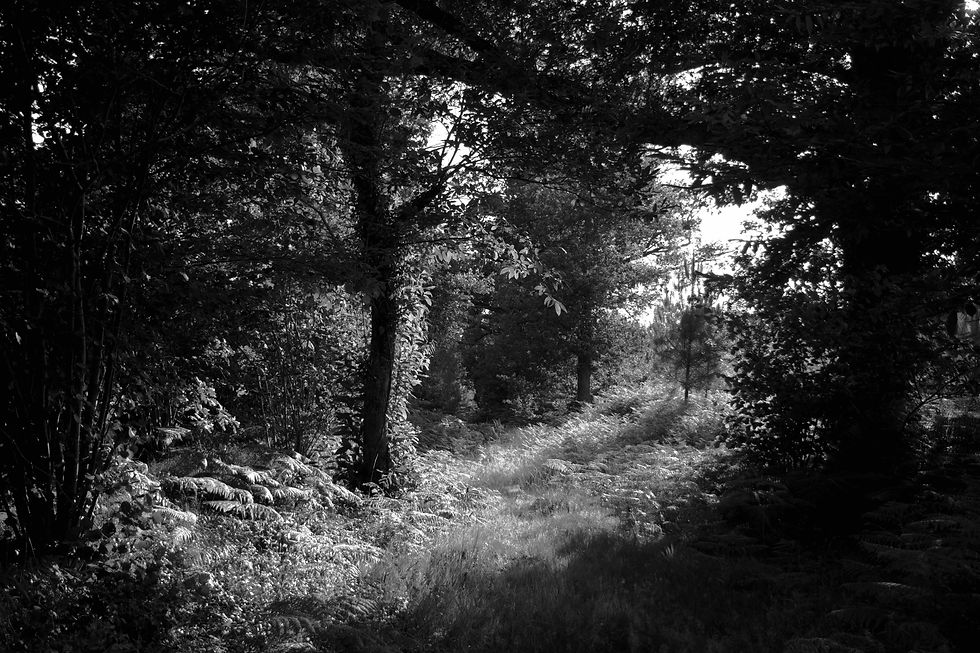 DSC_2896_