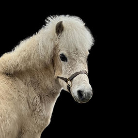 mini-max_edited_edited_edited_edited_edi