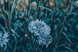 AdobeStock_223573037-min.jpeg